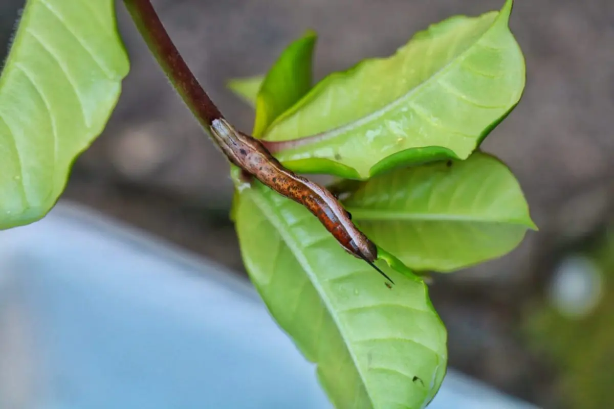 A lagarta que quis ser cobra: como intimidar seus predadores imitando outros animais