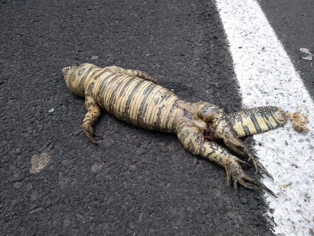 Animais silvestres e rodovias: uma combinação que exige sua atenção