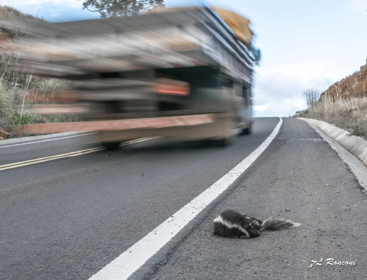 Animais silvestres e rodovias: uma combinação que exige sua atenção