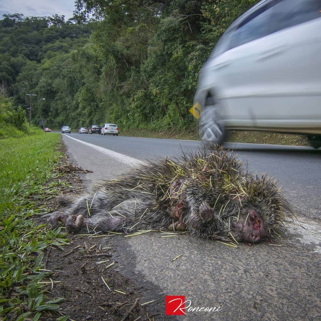 Animais silvestres e rodovias: uma combinação que exige sua atenção