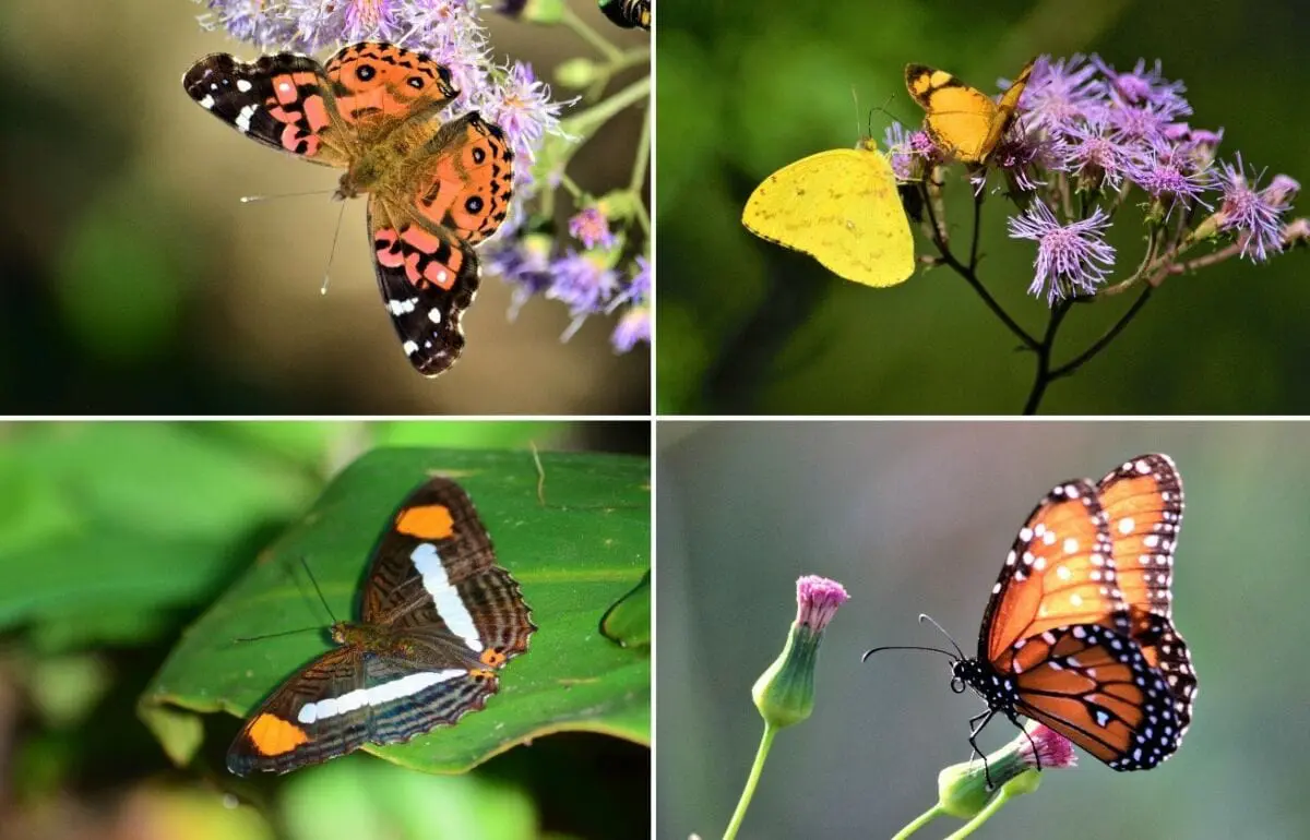 Artigo: em tempos de isolamento, descubra as borboletas do seu jardim