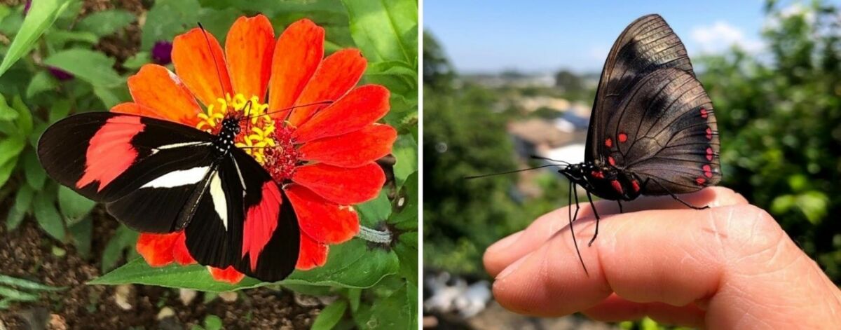 Artigo: em tempos de isolamento, descubra as borboletas do seu jardim 1 Artigo: em tempos de isolamento, descubra as borboletas do seu jardim