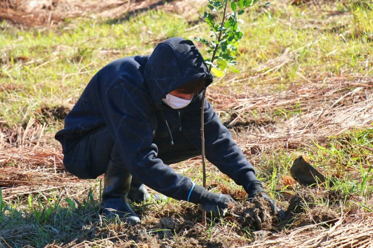 Fundave realiza plantio de mudas no Parque Natural Municipal Xokleng
