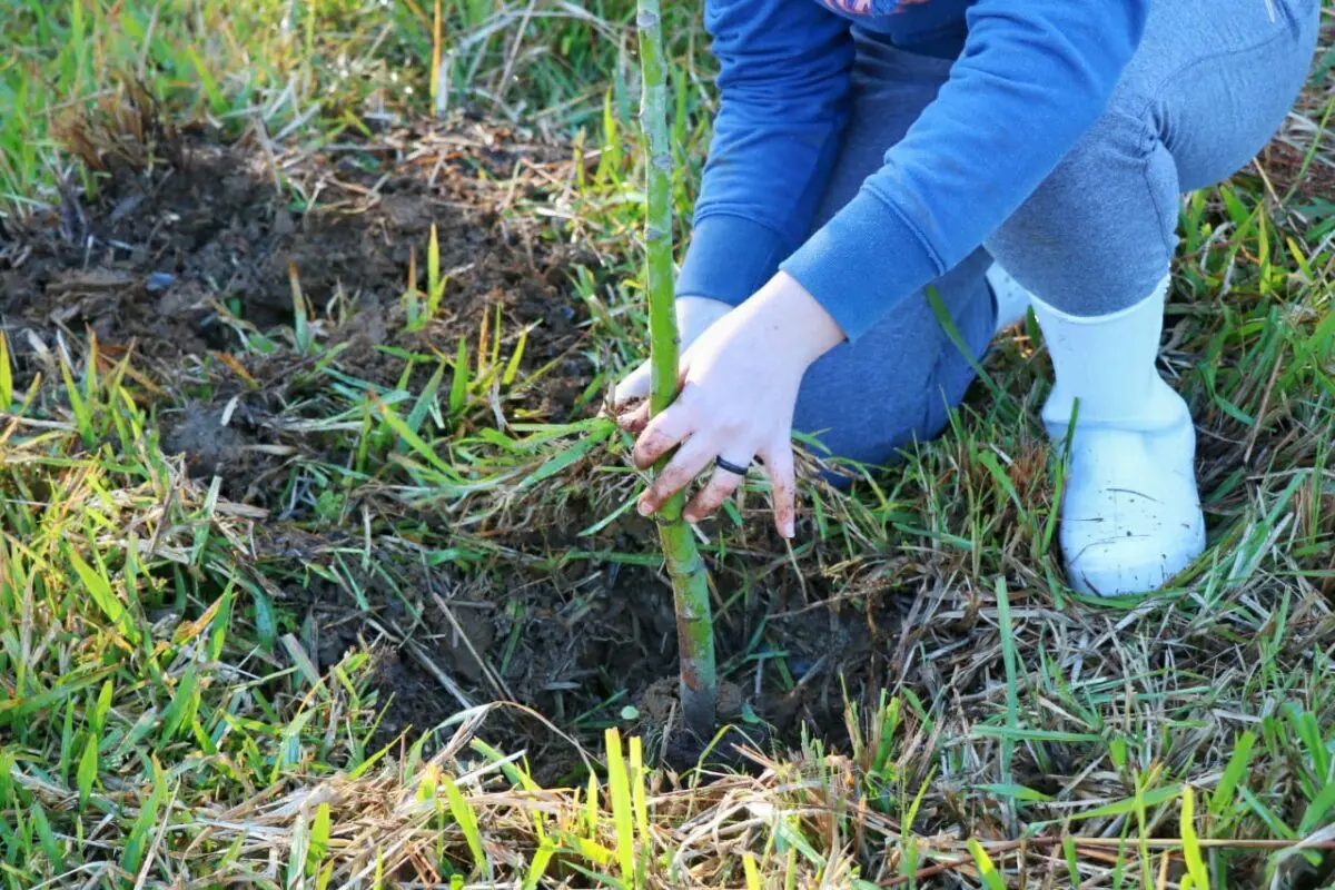 Fundave realiza plantio de mudas no Parque Natural Municipal Xokleng
