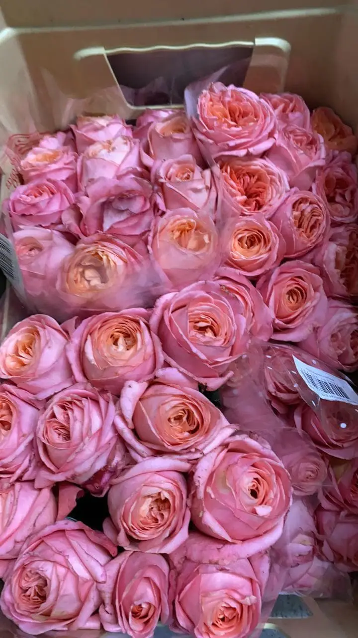 Às mães rainhas, Nó de Pinho oferece as especiais rosas inglesas