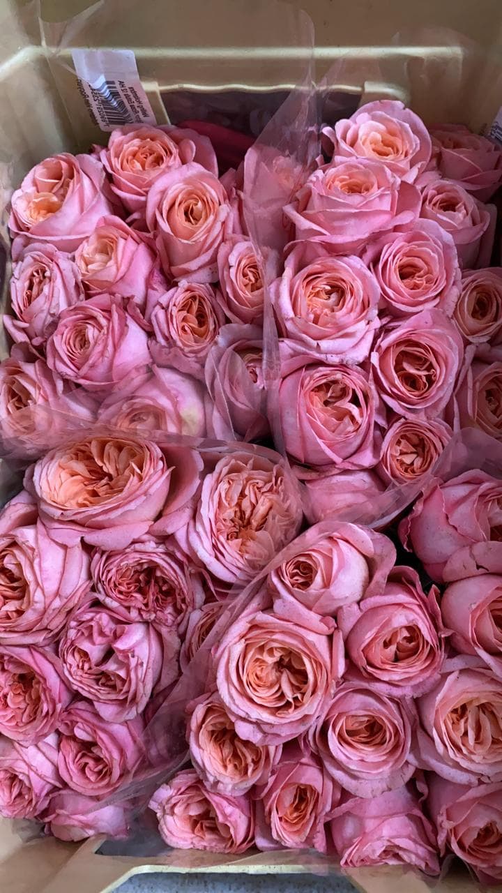 Às mães rainhas, Nó de Pinho oferece as especiais rosas inglesas
