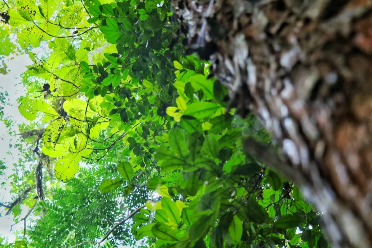 Semana Municipal do Meio Ambiente inicia na próxima quinta-feira, 27