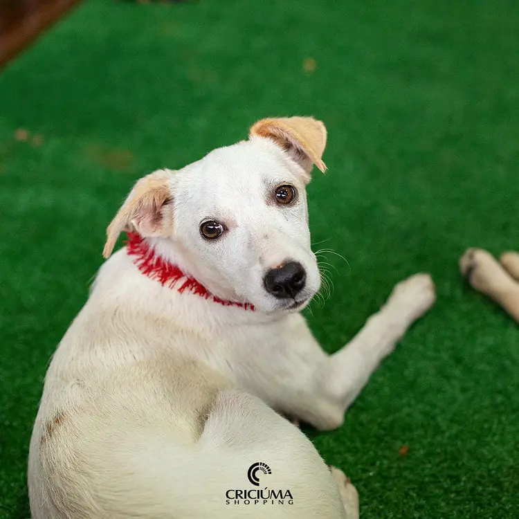 Sábado é dia de feira de adoção de animais no Criciúma Shopping