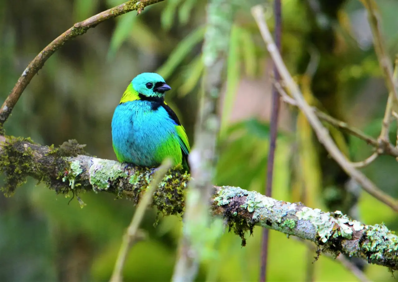 Photo Aguaí promove encontro com fotógrafos de natureza