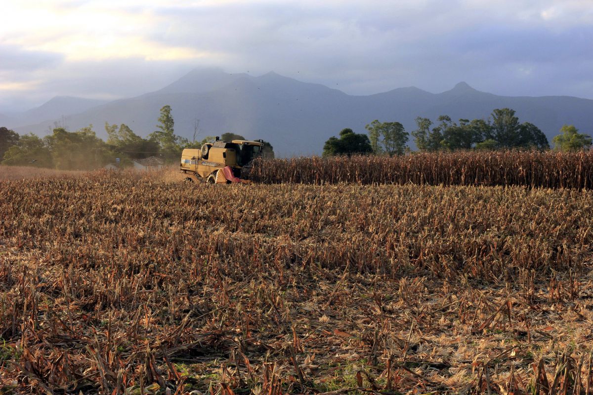 Valor da produção agropecuária de Santa Catarina cresce 13,8% e ultrapassa os R$ 60 bilhões