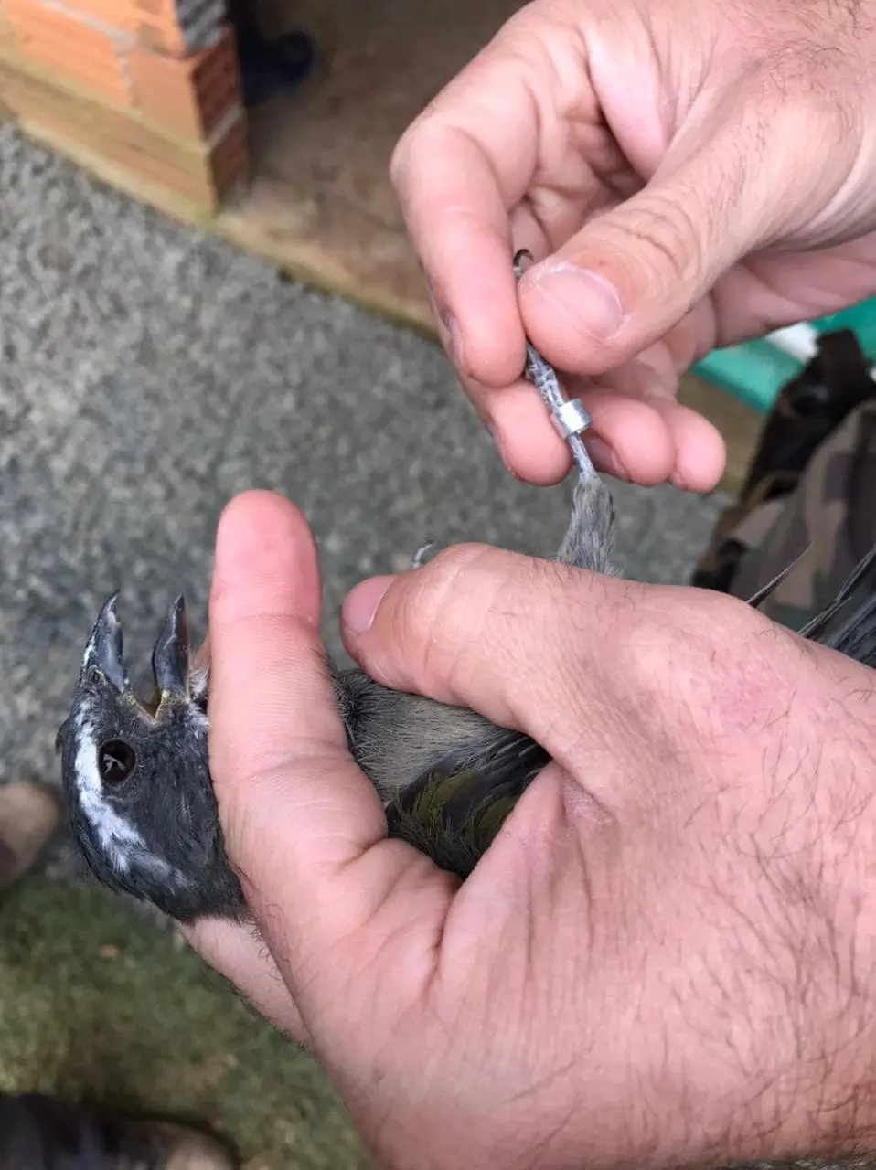 Operação da Fundave e Polícia Ambiental apreende aves silvestres mantidas em cativeiro