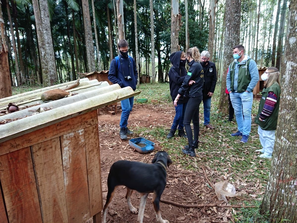 Denúncia de maus-tratos contra animais é investigada em Nova Veneza