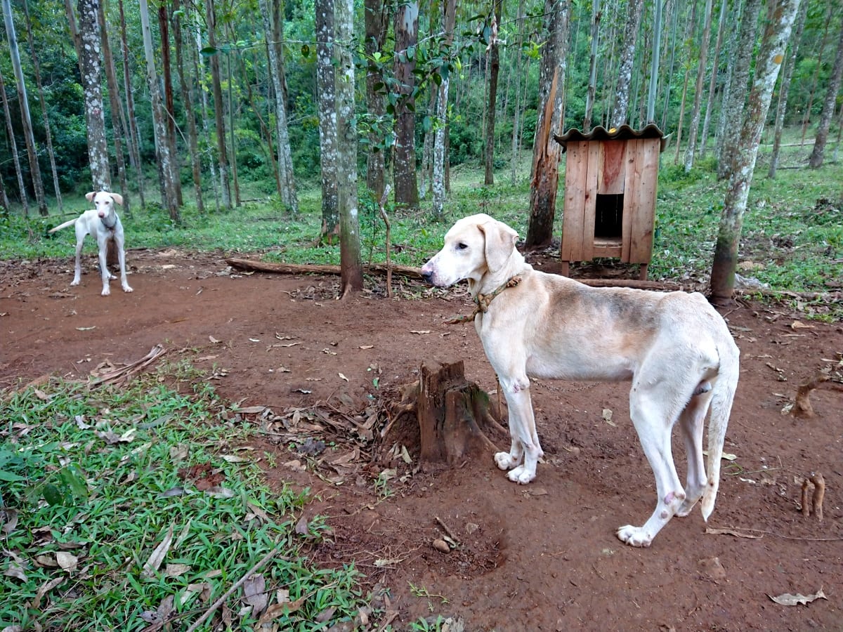 Denúncia de maus-tratos contra animais é investigada em Nova Veneza