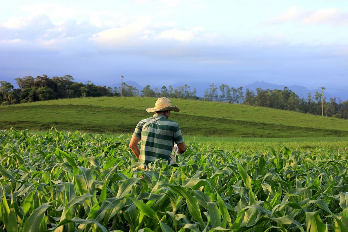 Produtor rural realizando o cultivo de milho em Nova Veneza em Santa Catarina