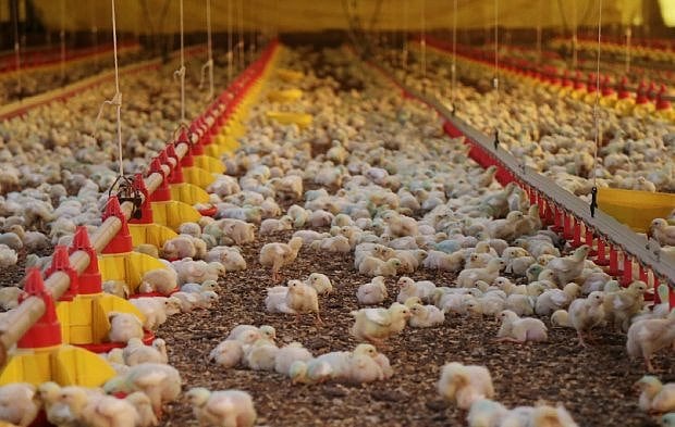 Santa Catarina ultrapassa US$ 1,5 bilhão com exportações de carnes no primeiro semestre 1 Produção de frango em Santa Catarina