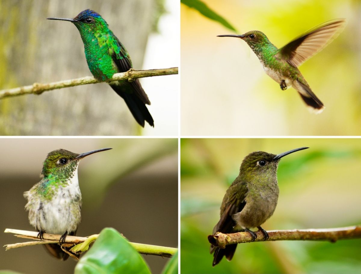 Ipê-amarelo: árvores nativas que atraem pássaros