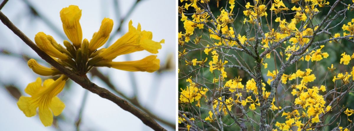 Ipê-amarelo: árvores nativas que atraem pássaros