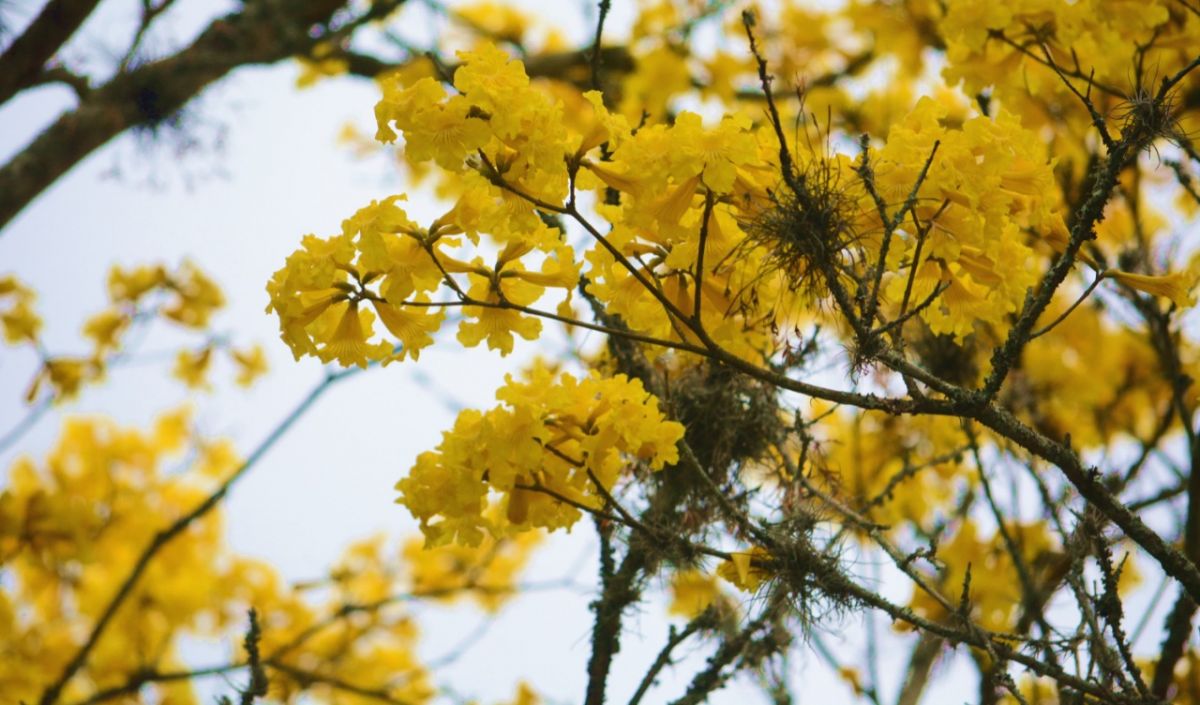 Ipê-amarelo: árvores nativas que atraem pássaros