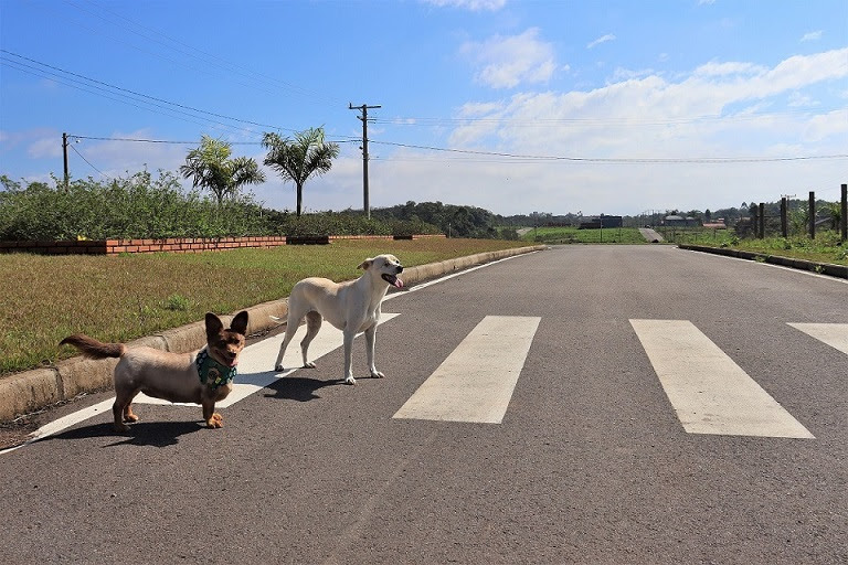 Até onde os pets podem influenciar na compra de um imóvel?