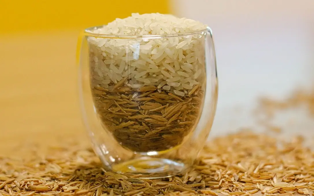 Da plantação à mesa: como funciona a cadeia de suprimentos do arroz?