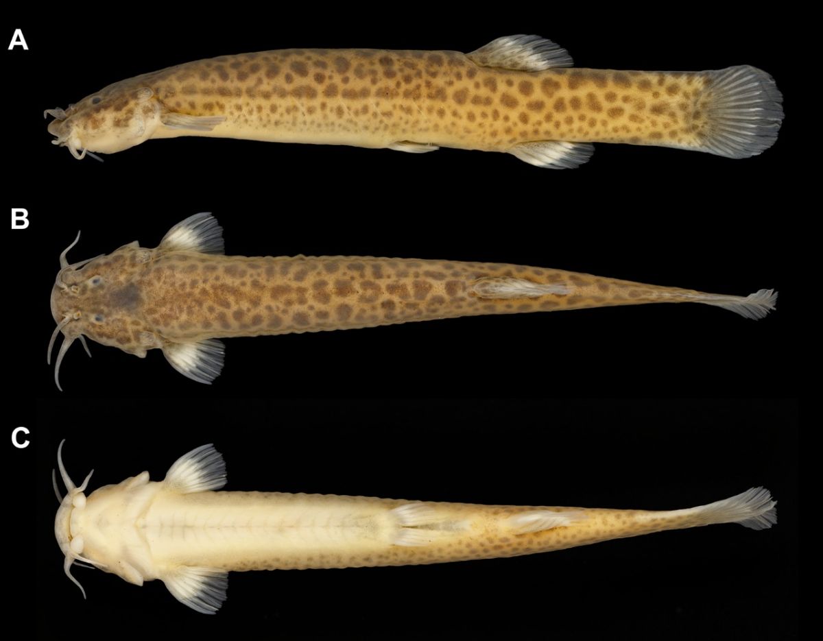 Nova espécie de peixe é descoberta em Nova Veneza 2 Cambéva