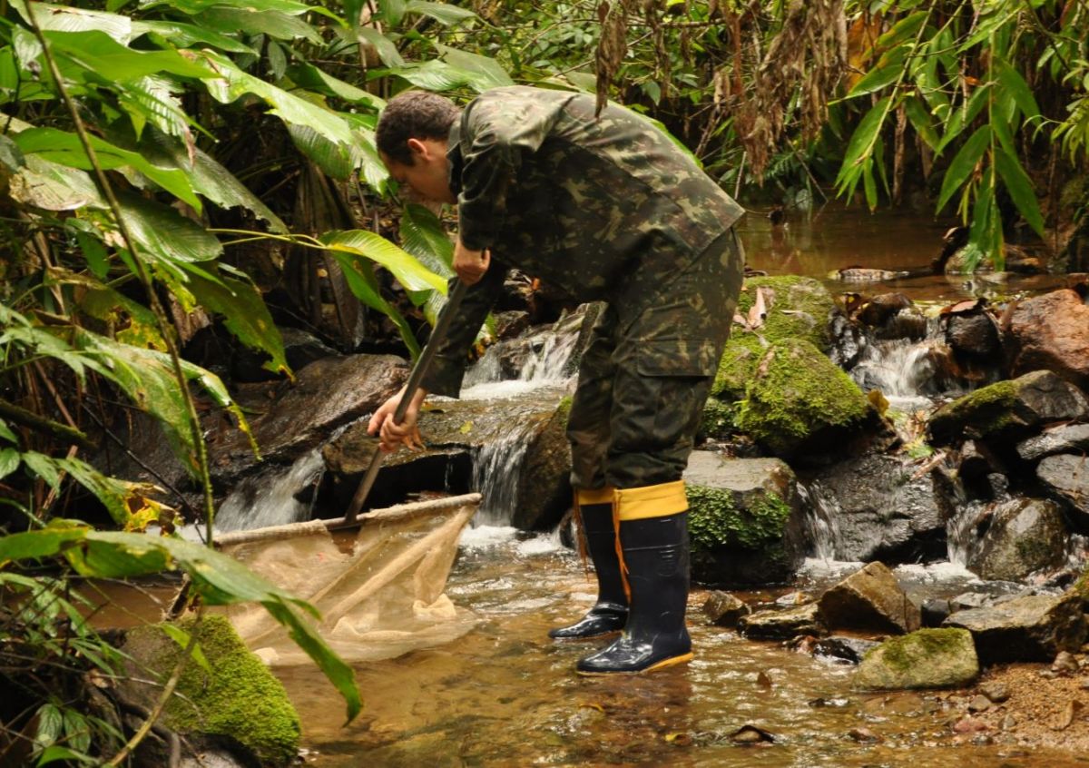 Nova espécie de peixe é descoberta em Nova Veneza 1 Biólogo Caio Feltrin