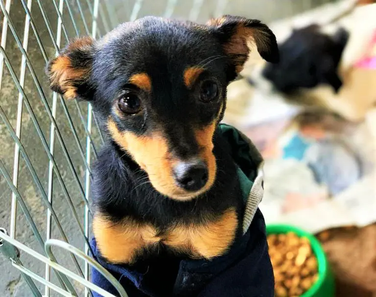 Fim de semana terá adoção de animais e ações de Natal no Criciúma Shopping