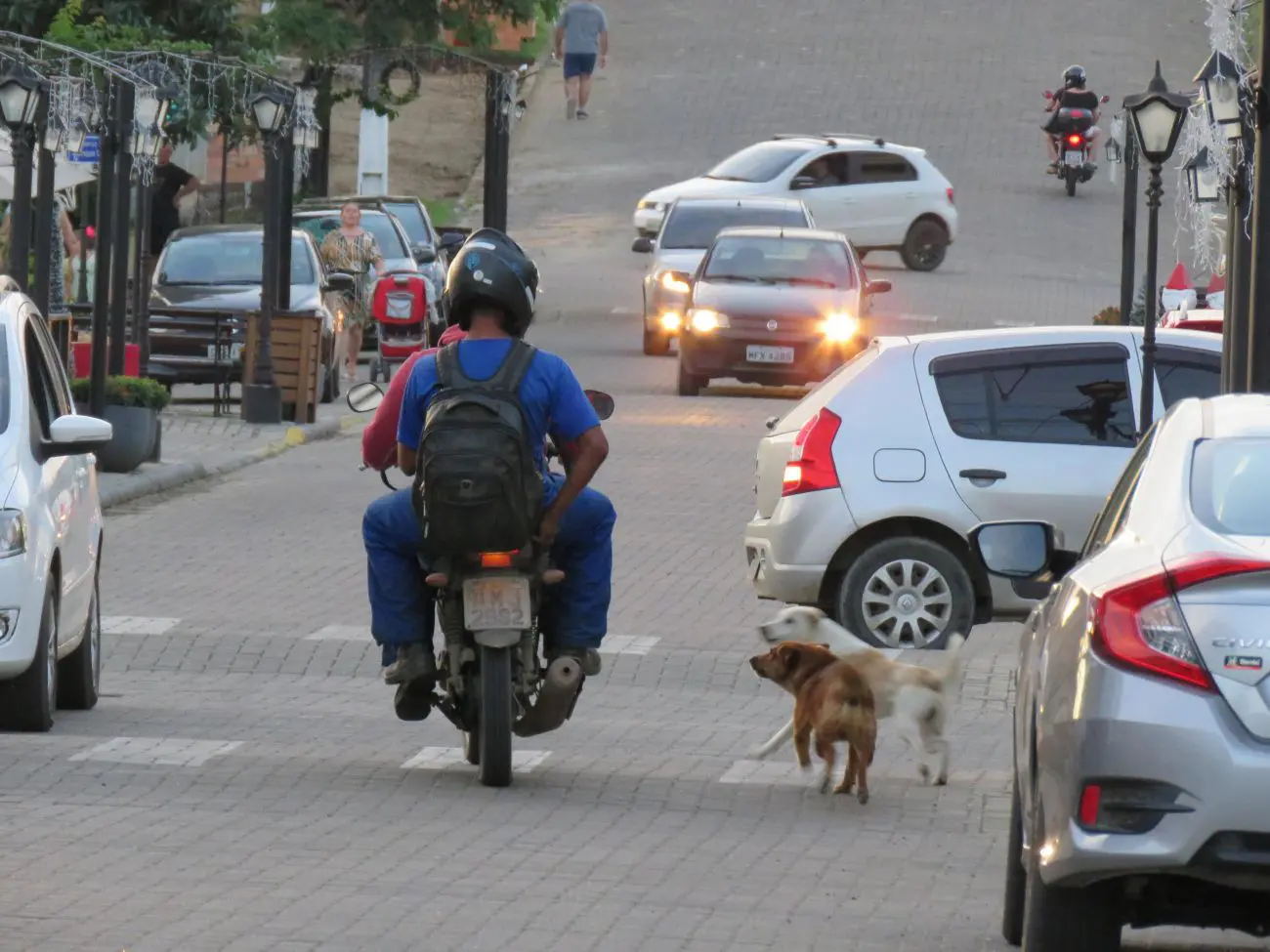 Cães de rua: problema cresce em Nova Veneza