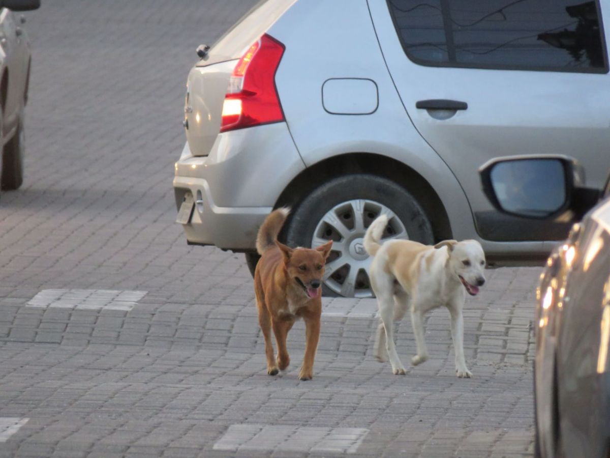 Cães de rua: problema cresce em Nova Veneza 1 Cães de rua