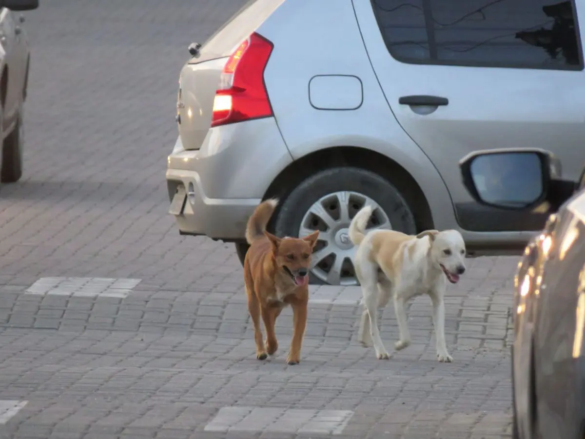 Cães de rua