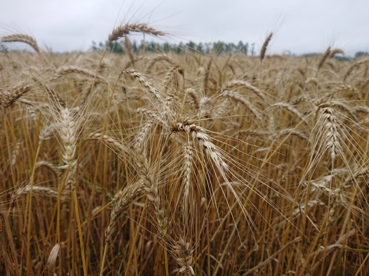 Como a guerra entre Rússia e Ucrânia pode impactar no seu bolso 3 Rússia e Ucrânia pode impactar preço dos alimentos no Brasil