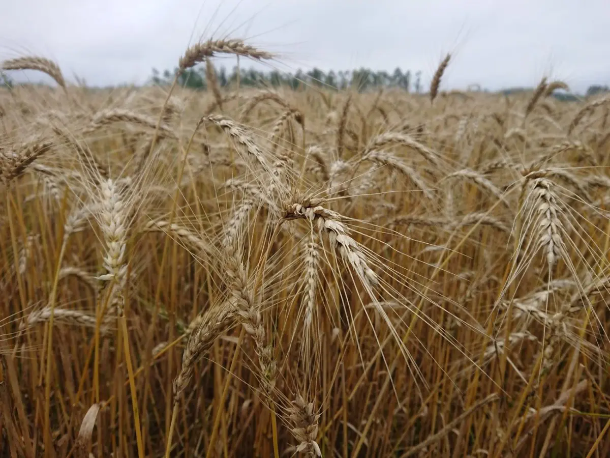 Rússia e Ucrânia pode impactar preço dos alimentos no Brasil