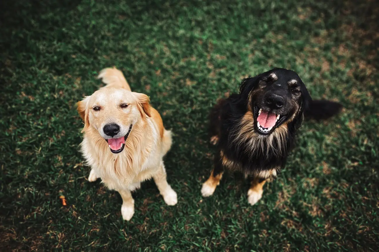 Adotar um cachorro é passo importante para uma vida mais ativa