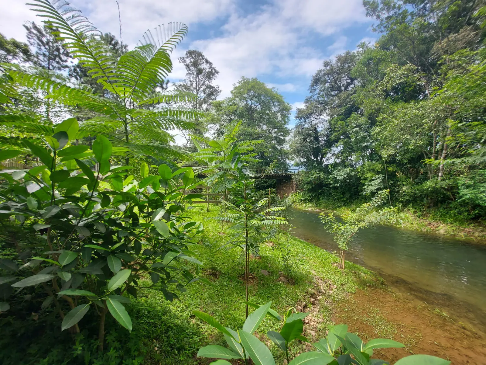 Projeto Restaura Veneza visa preservar recursos florestais e hídricos