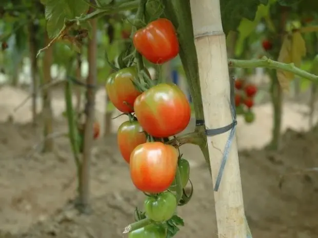 Sistema da Epagri para produção de tomates orgânicos ganha Prêmio Expressão de Ecologia