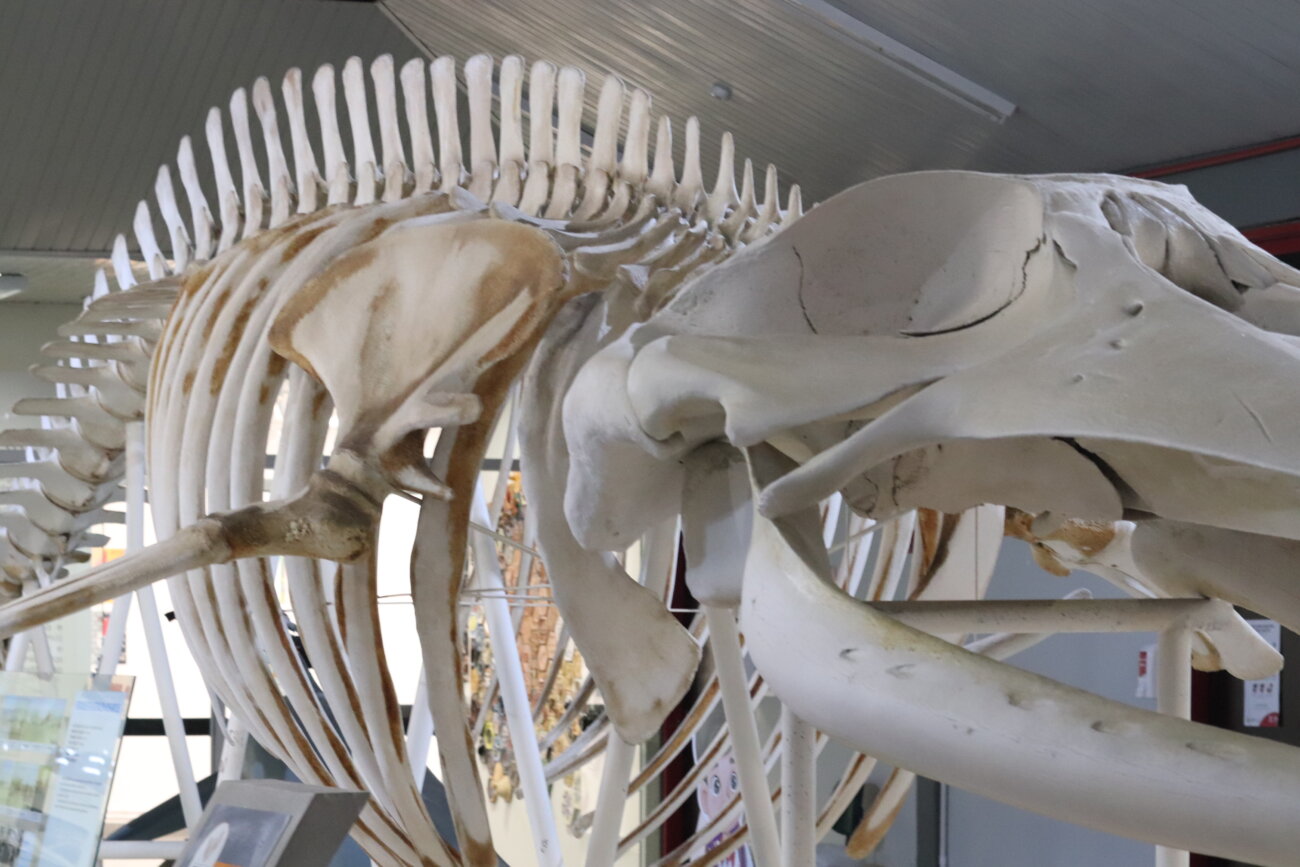 Museu de Zoologia da Unesc: referência em pesquisa, turismo e educação 3 Museu de Zoologia da Unesc: referência em pesquisa, turismo e educação