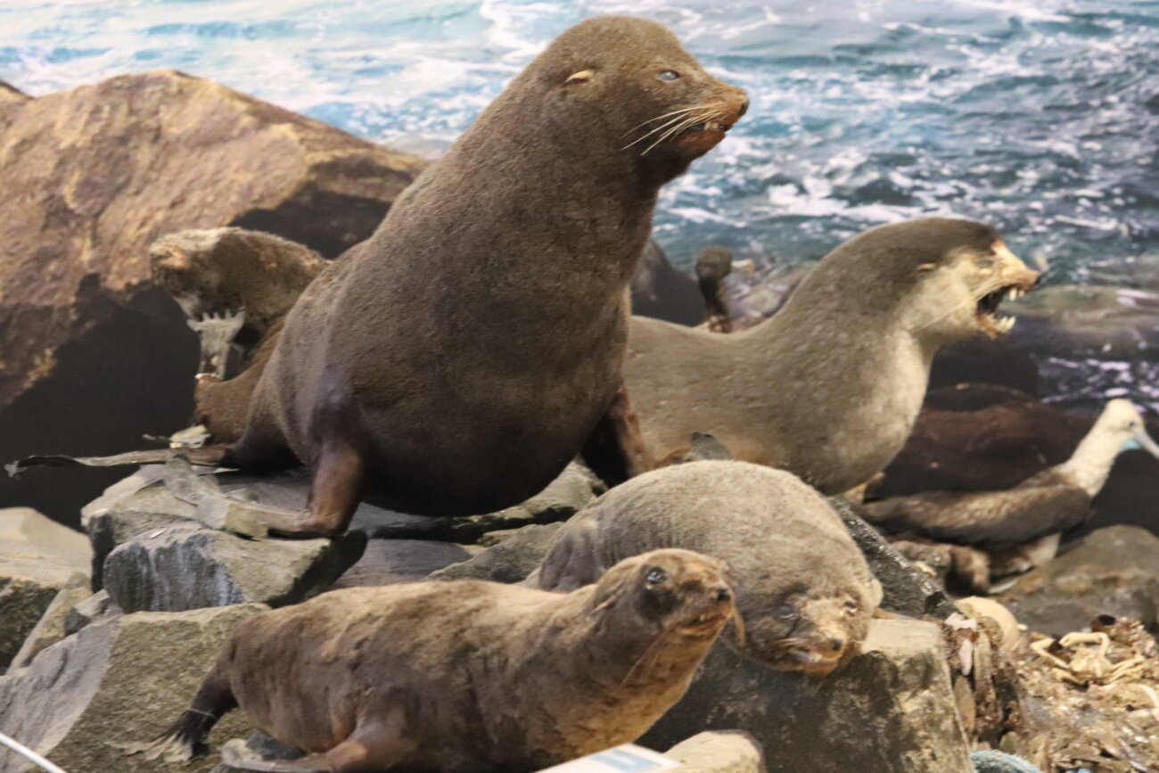 Museu de Zoologia da Unesc: referência em pesquisa, turismo e educação 2 Museu de Zoologia da Unesc: referência em pesquisa, turismo e educação