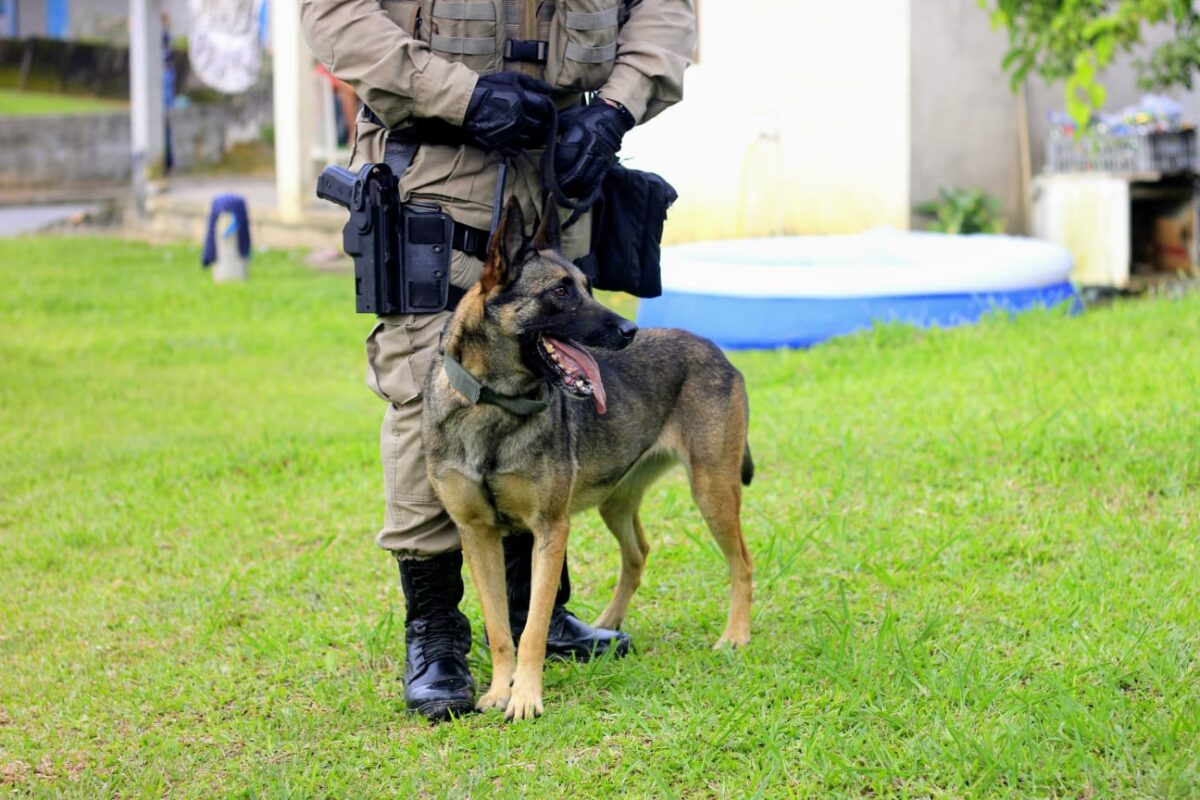Neoveneziana adota cadela “Flecha”, destaque estadual como cão policial da PMSC 1 Cão Policial