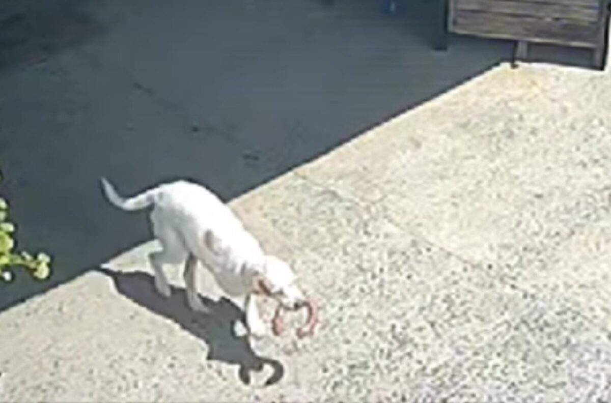 Billy, o cão "réu primário", furta salame e diverte moradores de Caravaggio