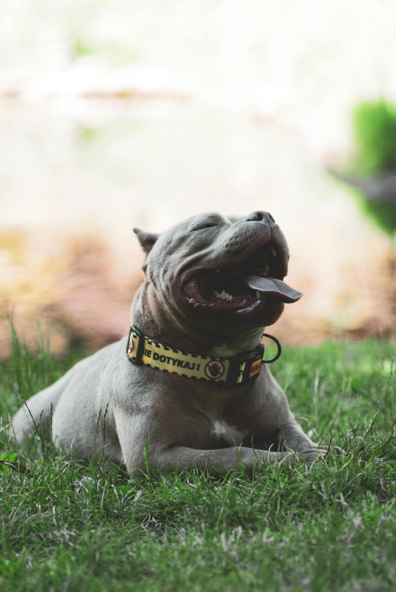 Proibidos em locais públicos: SC limita circulação de pit bulls e cães semelhantes 1 Proibidos em locais públicos: SC limita circulação de pit bulls e cães semelhantes