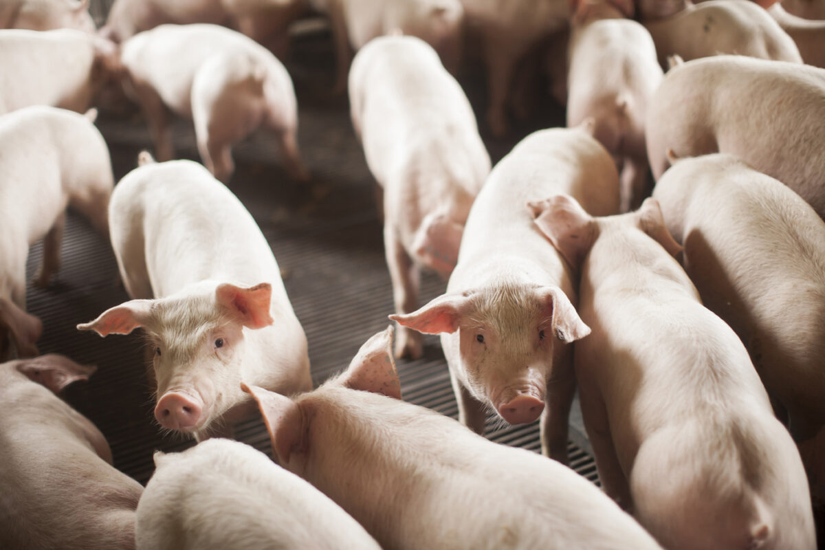 SC bate recorde histórico nas exportações de carne suína e impulsiona desempenho do agronegócio no primeiro semestre 1 SC bate recorde histórico nas exportações de carne suína e impulsiona desempenho do agronegócio no primeiro semestre