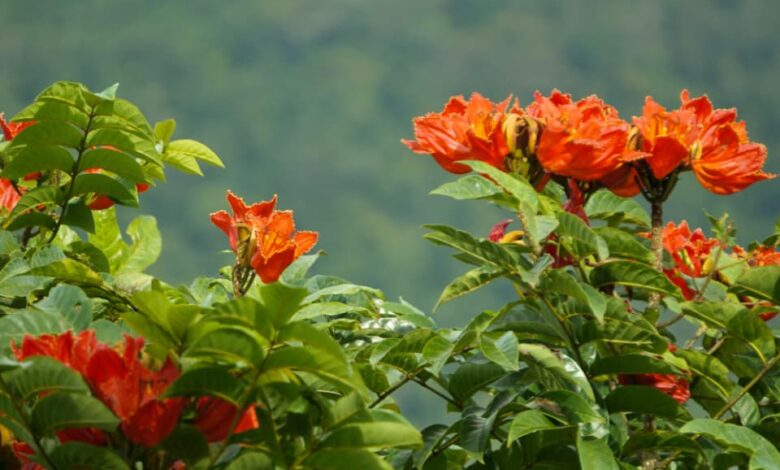Santa Catarina reforça proibição da espatódea e aplica multa de até R$ 1 mil por árvore plantada