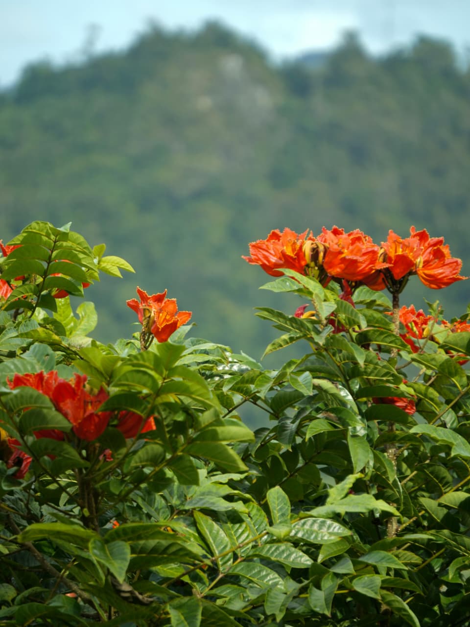 Santa Catarina reforça proibição da espatódea e aplica multa de até R$ 1 mil por árvore plantada 1 Santa Catarina reforça proibição da espatódea e aplica multa de até R$ 1 mil por árvore plantada