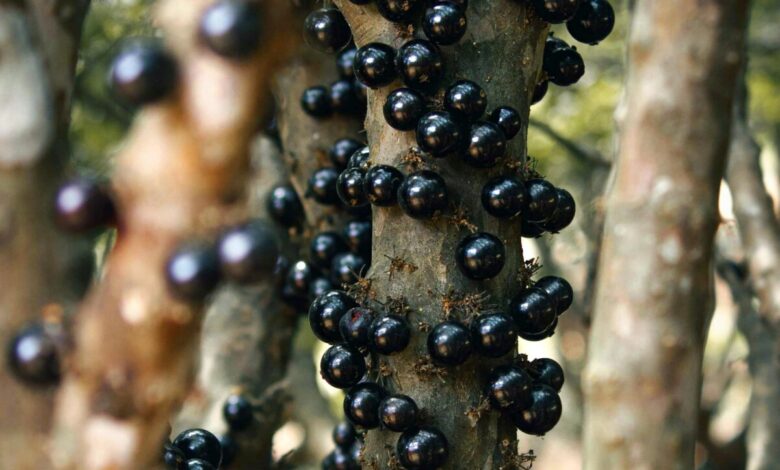 Jabuticaba contribui para controle do apetite e a cognição, aponta estudo