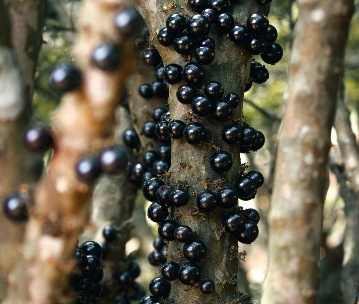 Jabuticaba contribui para controle do apetite e a cognição, aponta estudo