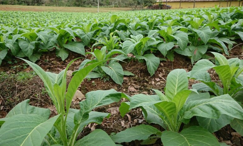 BRDE oferece Programa de Apoio para micro, pequenos empreendedores e produtores rurais atingidos por desastres naturais em SC