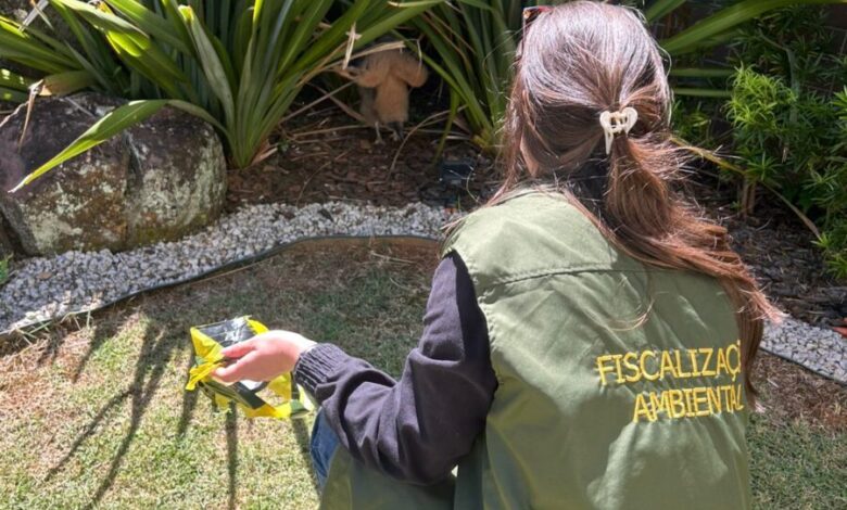 Caso do cão Orelha reacende debate sobre maus-tratos e reforça fiscalização em Nova Veneza