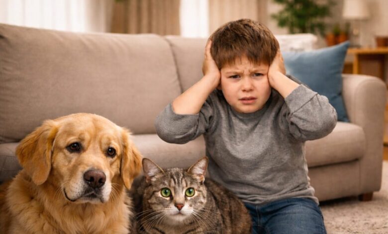 Deputados aprovam projeto que proíbe fogos com estampido em Santa Catarina