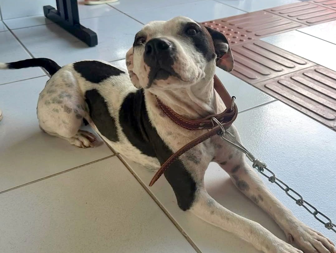 Distrito de Caravaggio terá ação gratuita de castração neste sábado