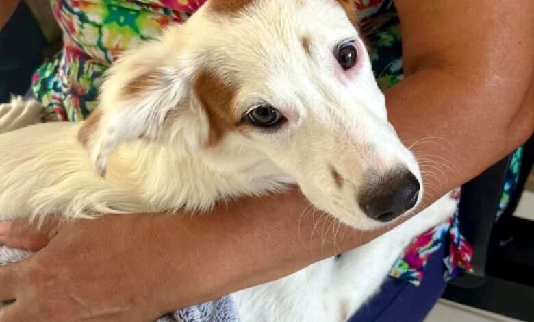 Distrito de Caravaggio terá ação gratuita de castração neste sábado 1 Distrito de Caravaggio terá ação gratuita de castração neste sábado